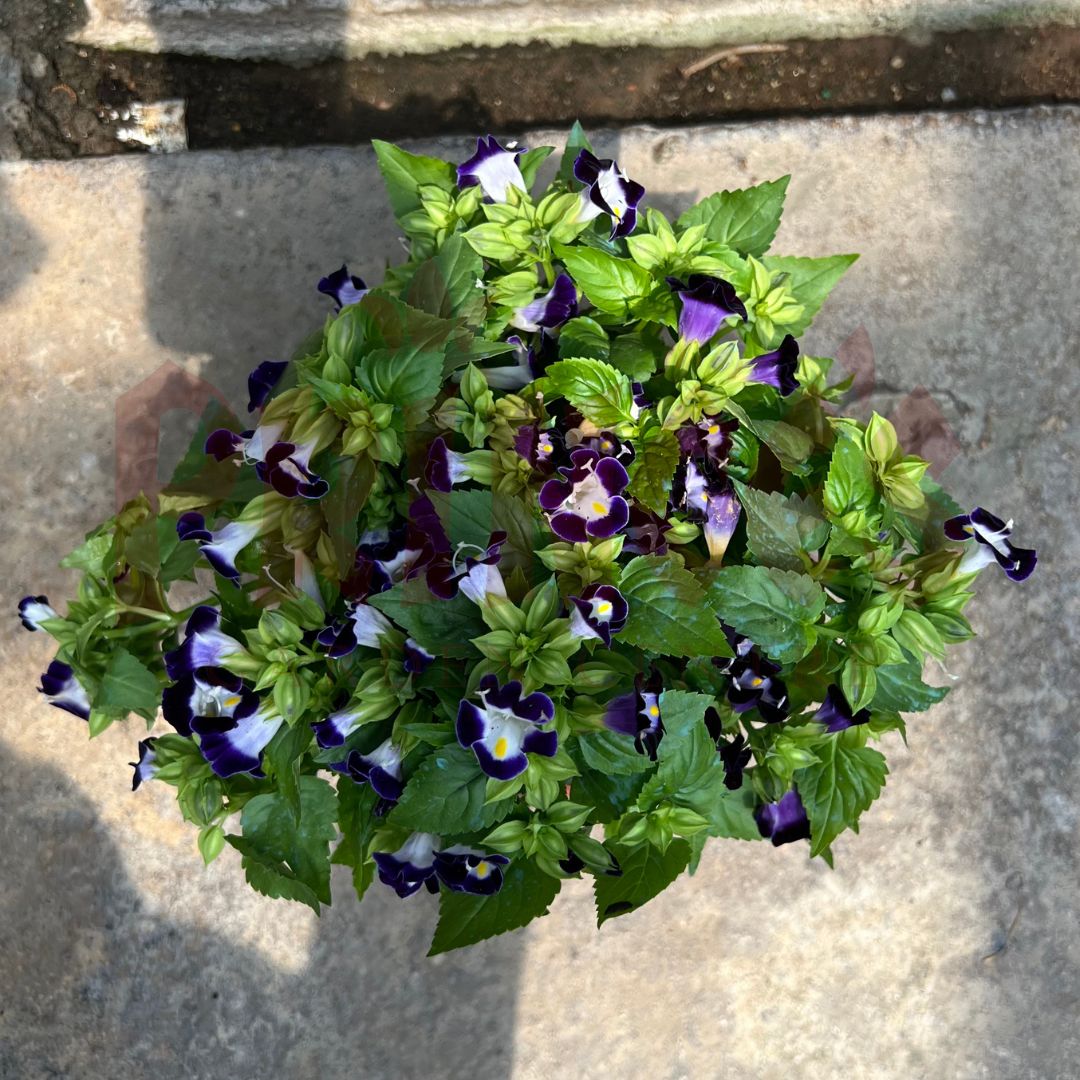 Torenia Blue (WishBone Flower) - (Pot SIze 12cmØ x 10cmH) - Prince Garden Centre