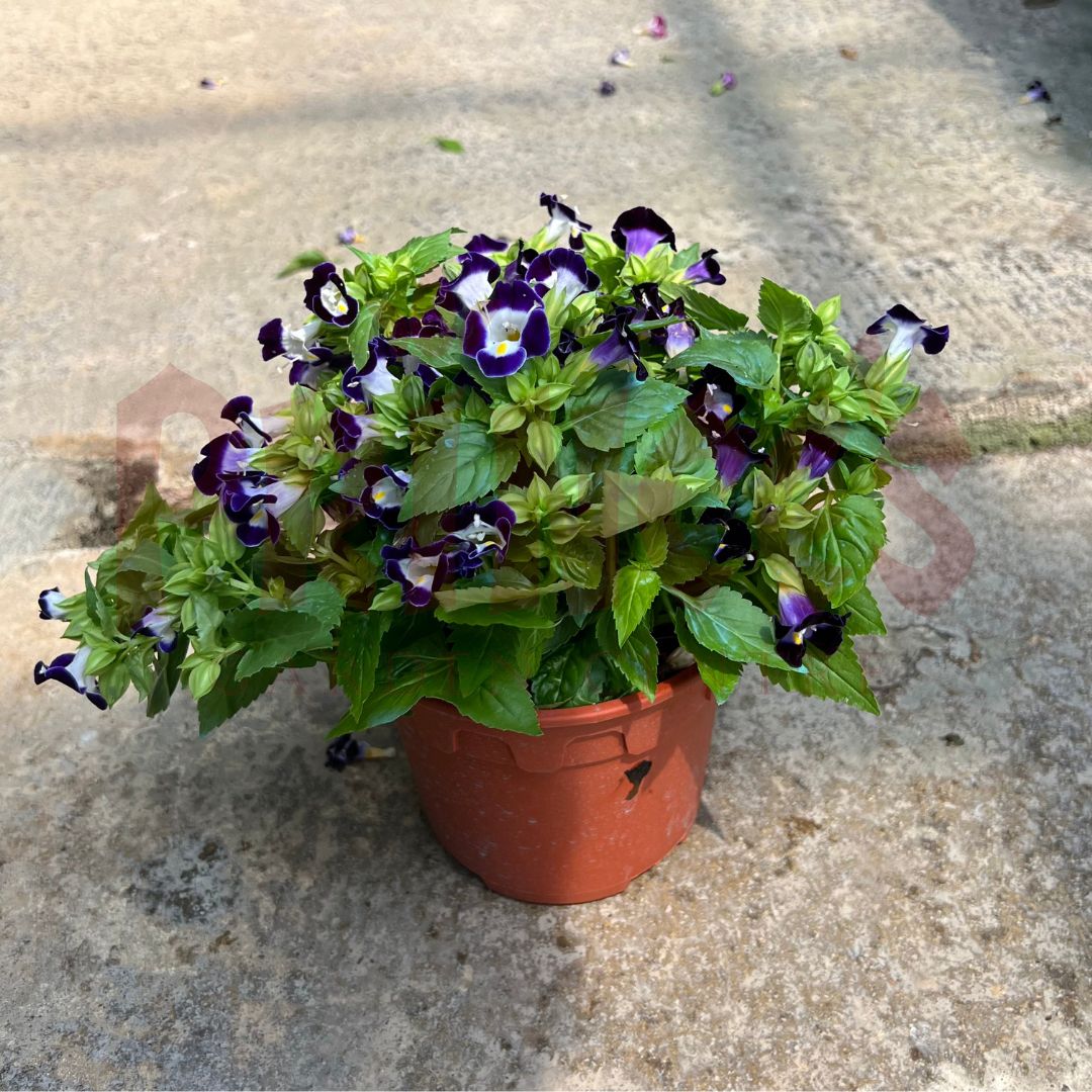 Torenia Blue (WishBone Flower) - (Pot SIze 12cmØ x 10cmH) - Prince Garden Centre