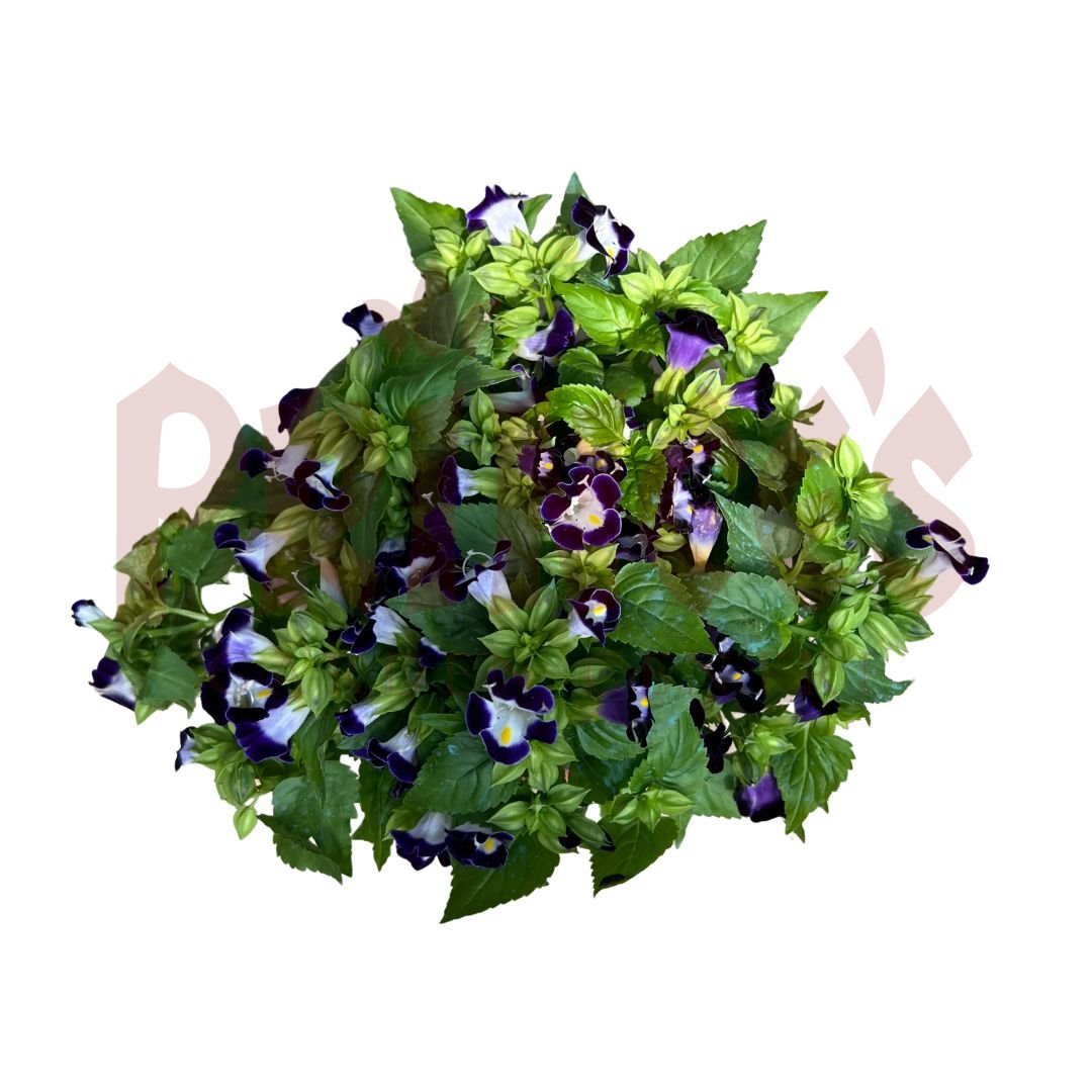 Torenia Blue (WishBone Flower) - (Pot SIze 12cmØ x 10cmH) - Prince Garden Centre