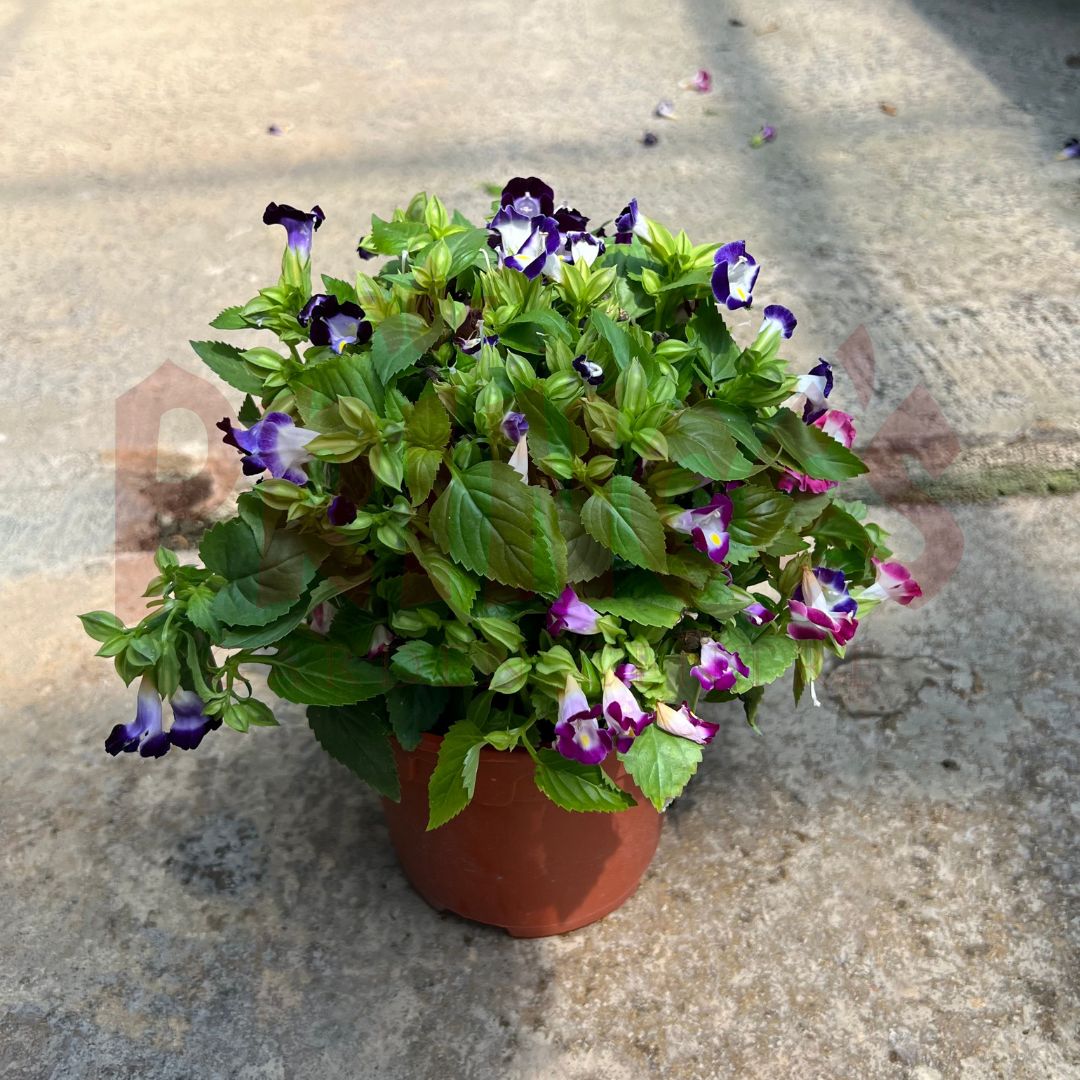 Torenia Blue&Purple (WishBone Flower) - (Pot Size 12cmØ x 10cmH) - Prince Garden Centre
