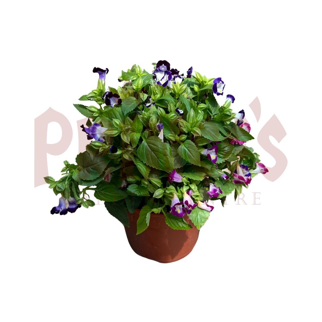 Torenia Blue&Purple (WishBone Flower) - (Pot Size 12cmØ x 10cmH) - Prince Garden Centre