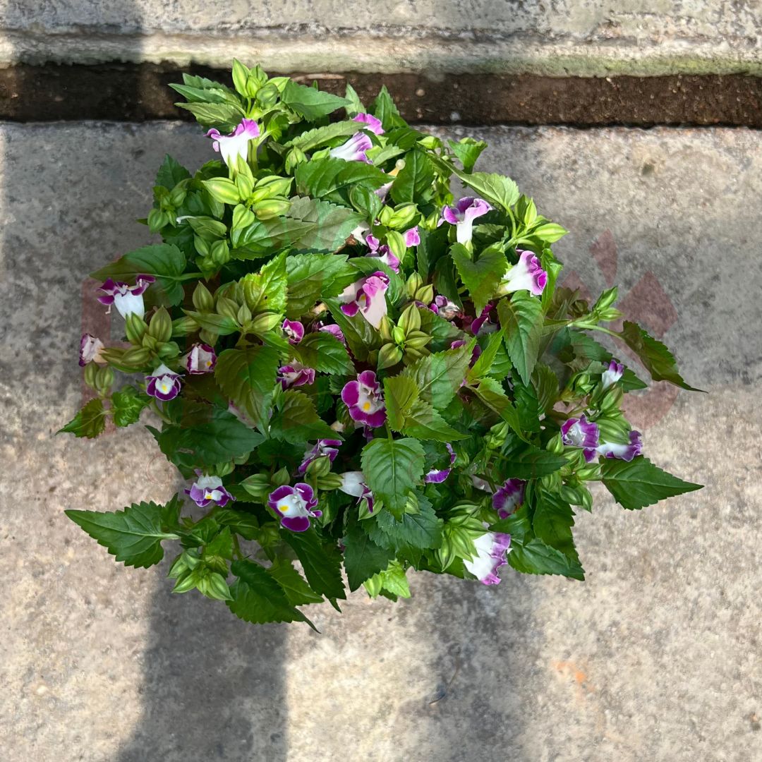 Torenia Purple (WishBone Flower) - (Pot Size - 12cmØ x 10cmH) - Prince Garden Centre