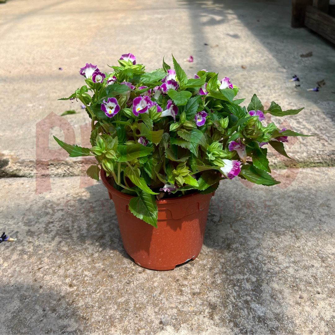 Torenia Purple (WishBone Flower) - (Pot Size - 12cmØ x 10cmH) - Prince Garden Centre