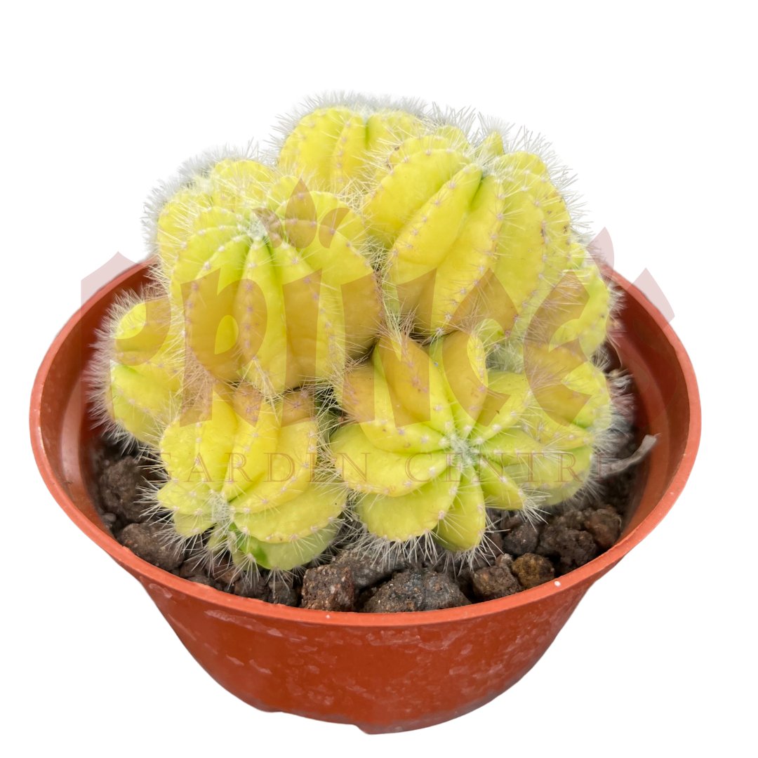 Yellow Cactus & Succulents - (Pot Size 5.5cmø x 5cmH) - Prince Garden Centre