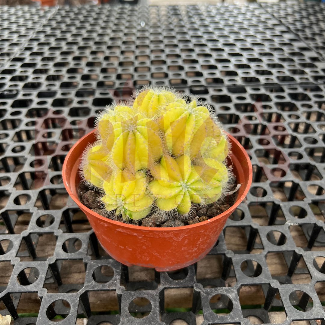 Yellow Cactus & Succulents - (Pot Size 5.5cmø x 5cmH) - Prince Garden Centre