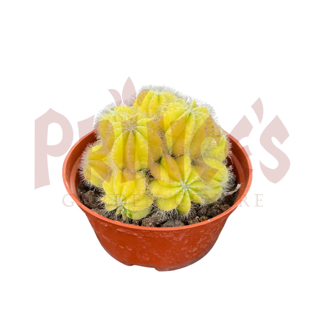 Yellow Cactus & Succulents - (Pot Size 5.5cmø x 5cmH) - Prince Garden Centre