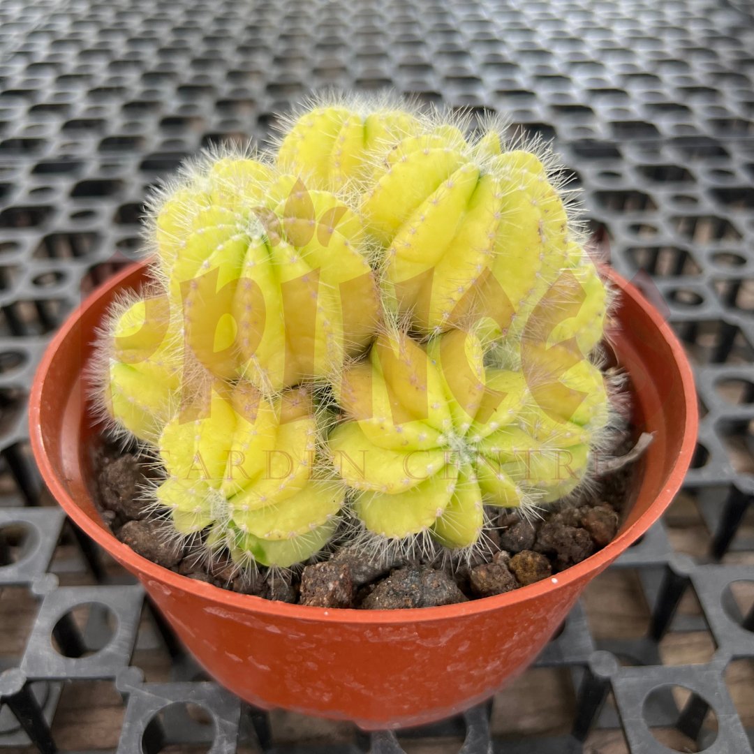 Yellow Cactus & Succulents - (Pot Size 5.5cmø x 5cmH) - Prince Garden Centre