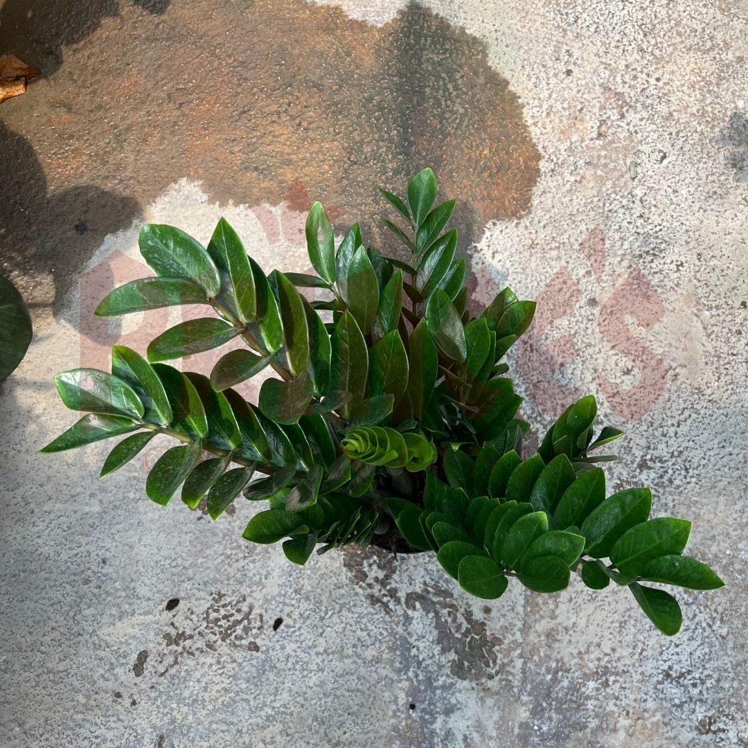 Zamioculcas Zamifolia - (Pot size 25cm x 31cmH (Large)) - Prince Garden Centre