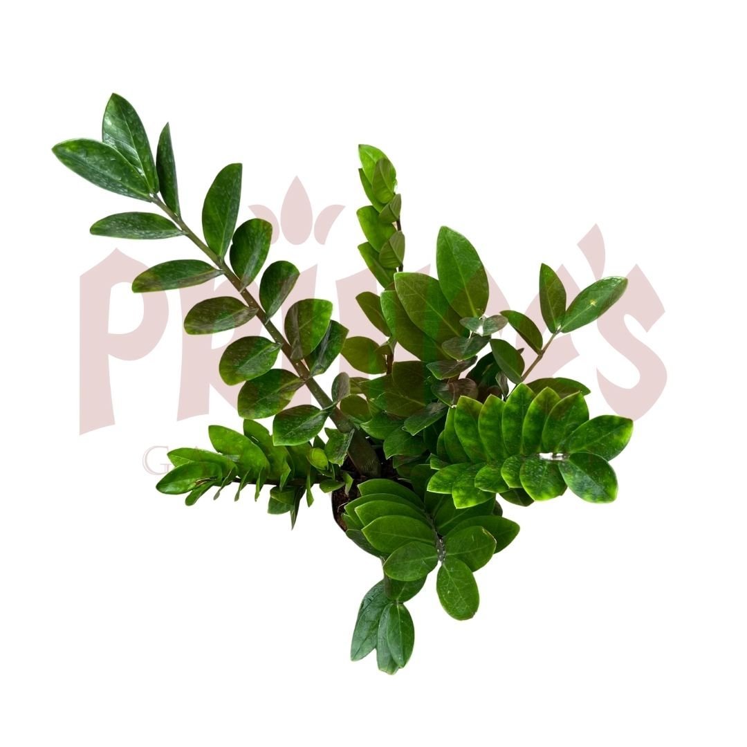 Zamioculcas Zamifolia - (Pot size 25cm x 31cmH (Large)) - Prince Garden Centre