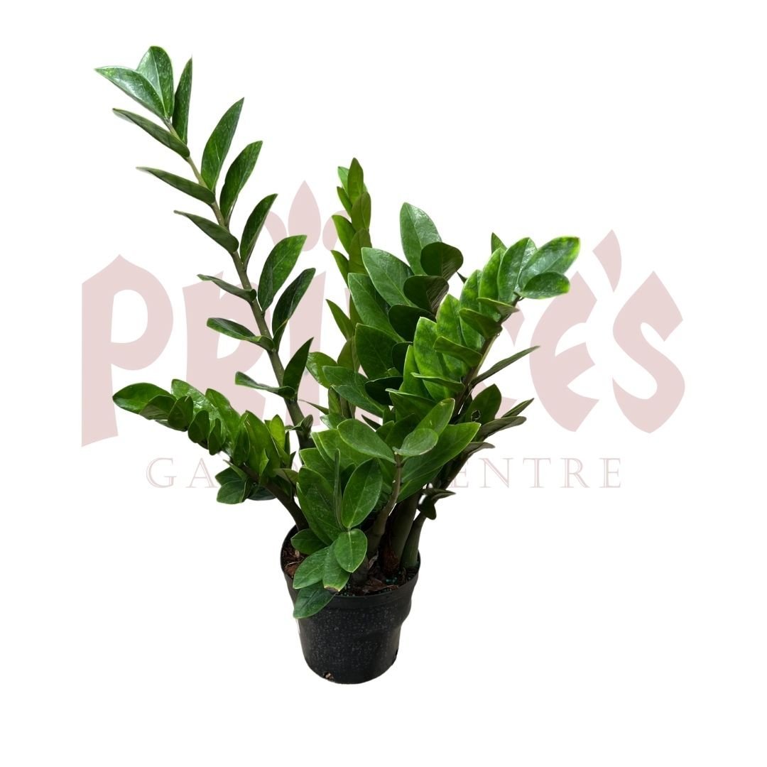 Zamioculcas Zamifolia - (Pot size 25cm x 31cmH (Large)) - Prince Garden Centre