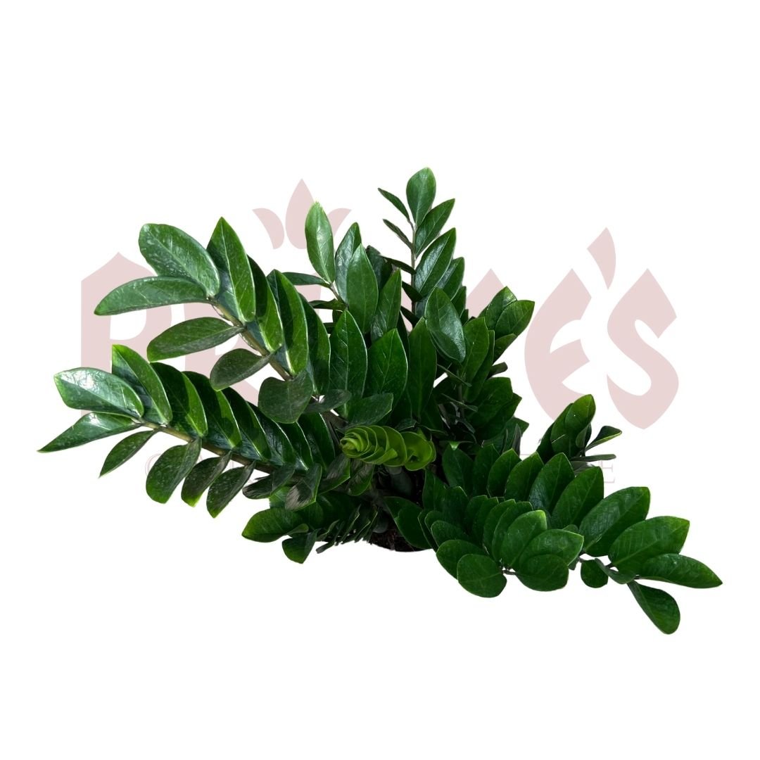 Zamioculcas Zamifolia - (Pot size 25cm x 31cmH (Large)) - Prince Garden Centre