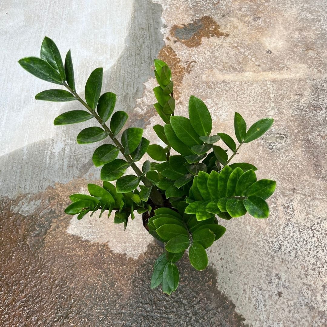 Zamioculcas Zamifolia - (Pot size 25cm x 31cmH (Large)) - Prince Garden Centre