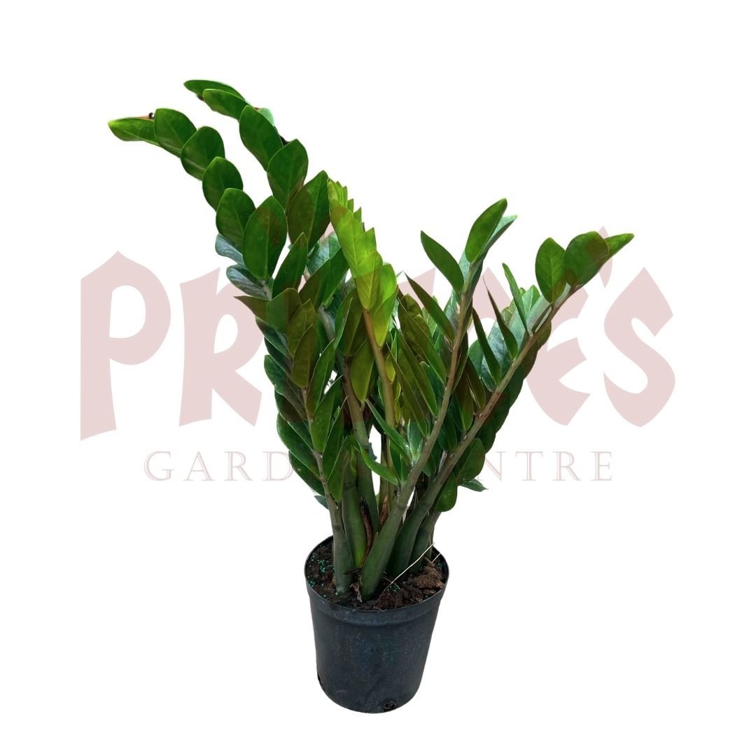 Zamioculcas Zamifolia - (Pot size 25cm x 31cmH (Large)) - Prince Garden Centre