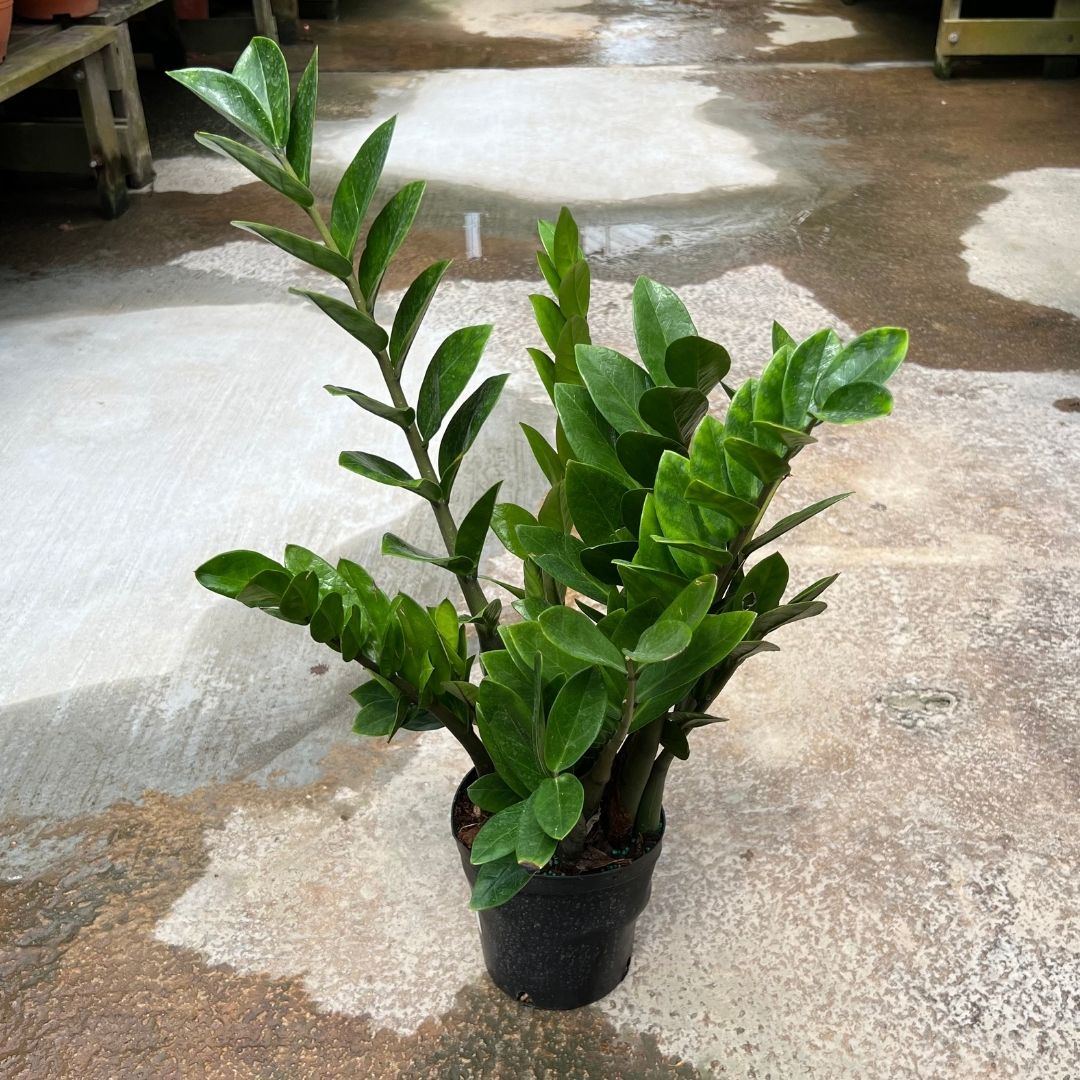 Zamioculcas Zamifolia - (Pot size 25cm x 31cmH (Large)) - Prince Garden Centre