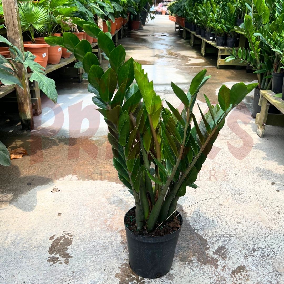 Zamioculcas Zamifolia - (Pot size 25cm x 31cmH (Large)) - Prince Garden Centre