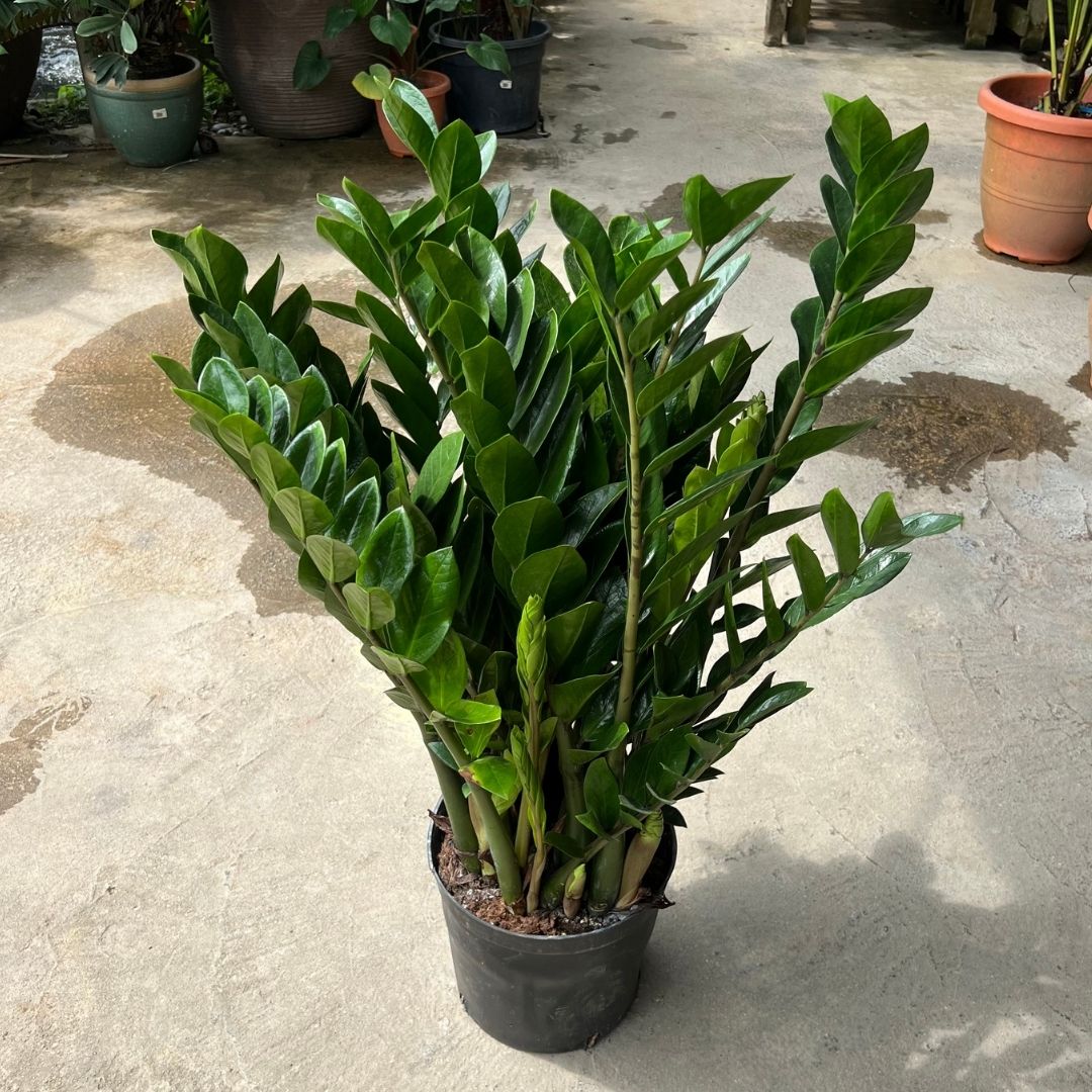 Zamioculcas Zamifolia - (Pot size 25cm x 31cmH (Large)) - Prince Garden Centre