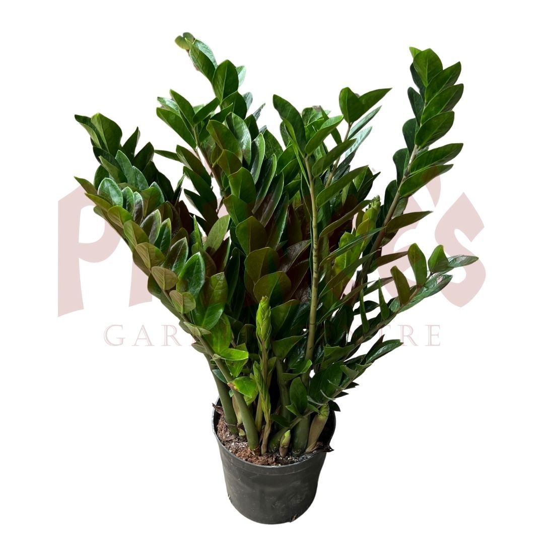 Zamioculcas Zamifolia - (Pot size 25cm x 31cmH (Large)) - Prince Garden Centre