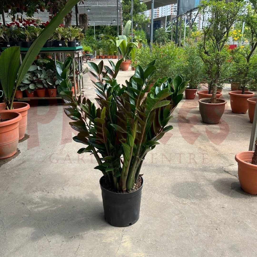 Zamioculcas Zamifolia - (Pot size 25cm x 31cmH (Large)) - Prince Garden Centre