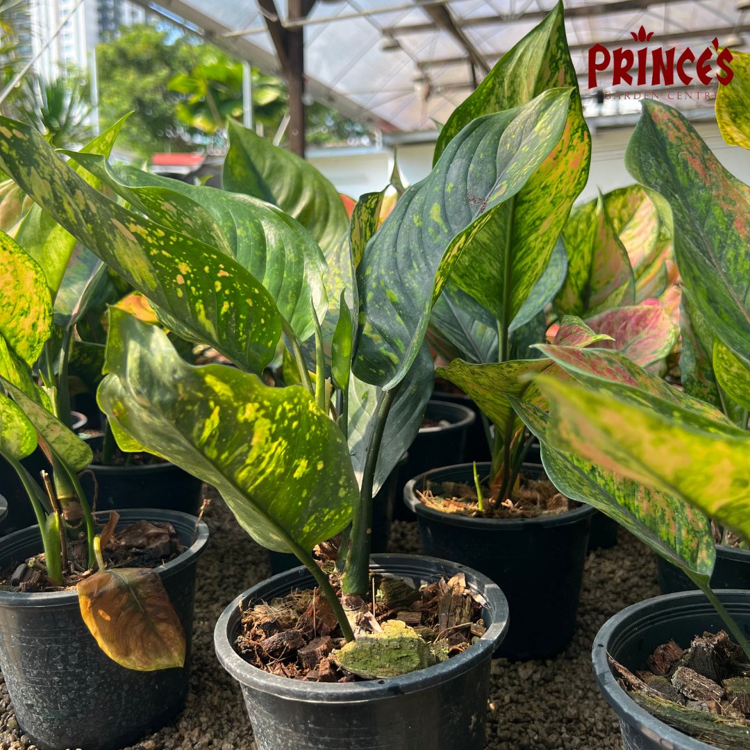 Aglaonema 'Heng Heng' Plant - Prince Garden Centre