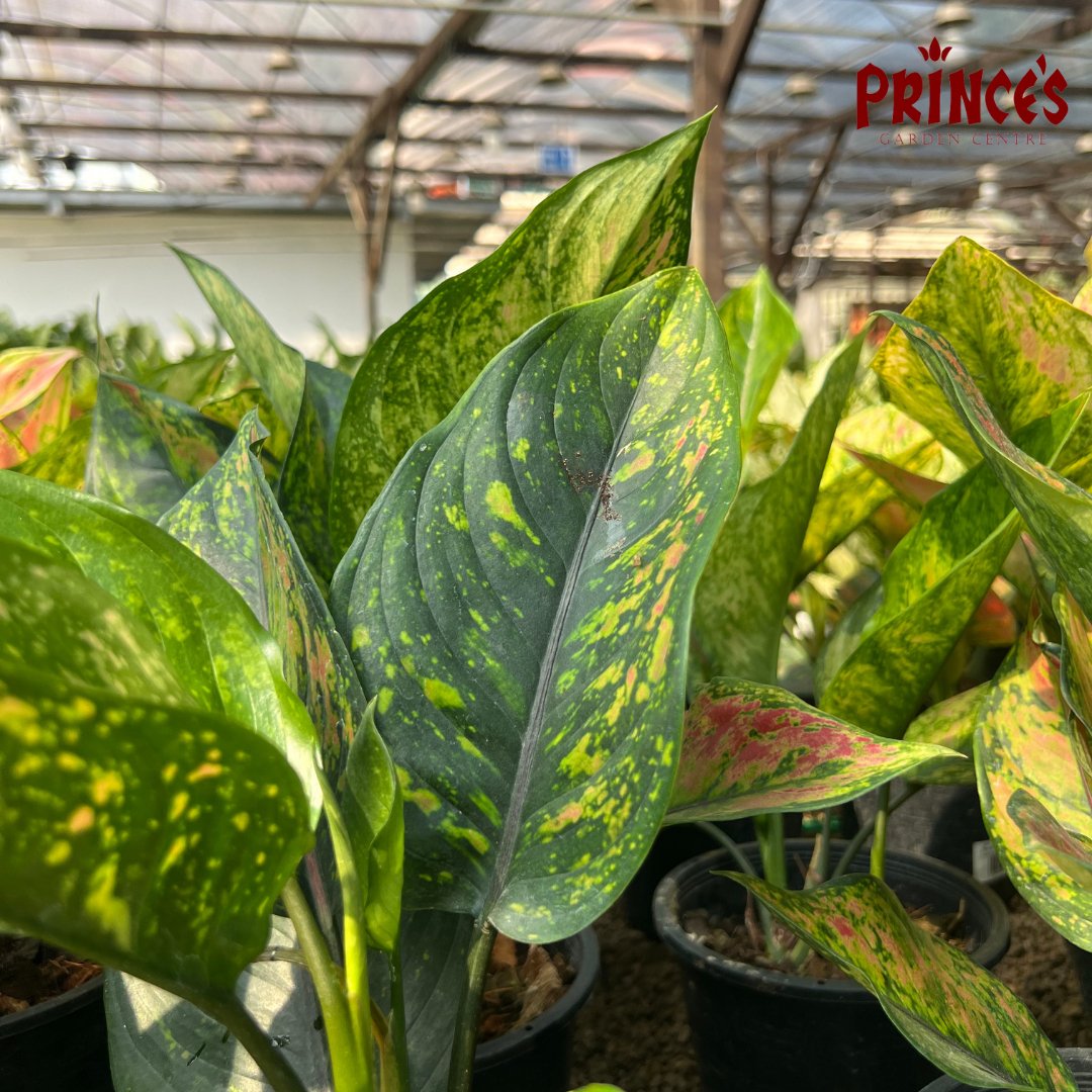 Aglaonema 'Heng Heng' Plant - Prince Garden Centre