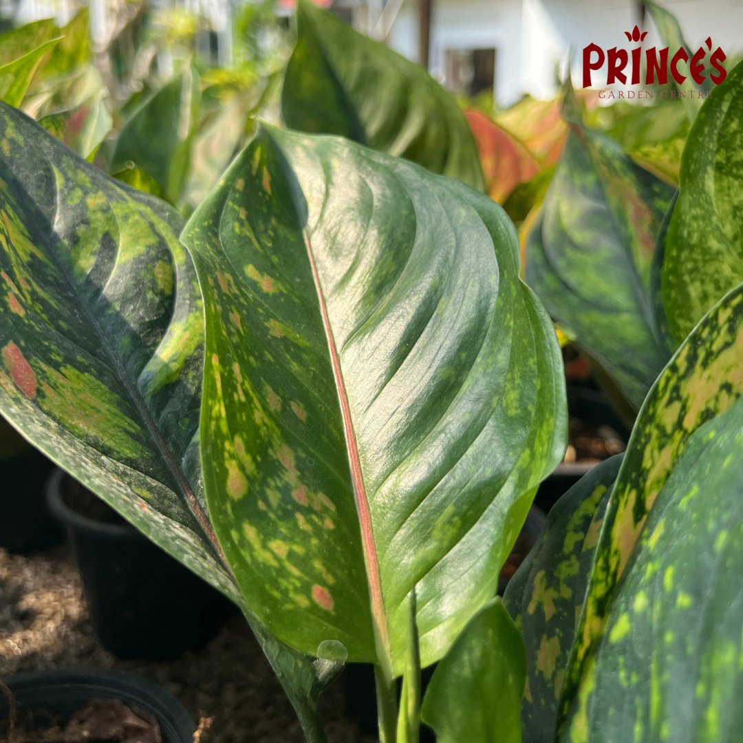 Aglaonema 'Heng Heng' Plant - Prince Garden Centre