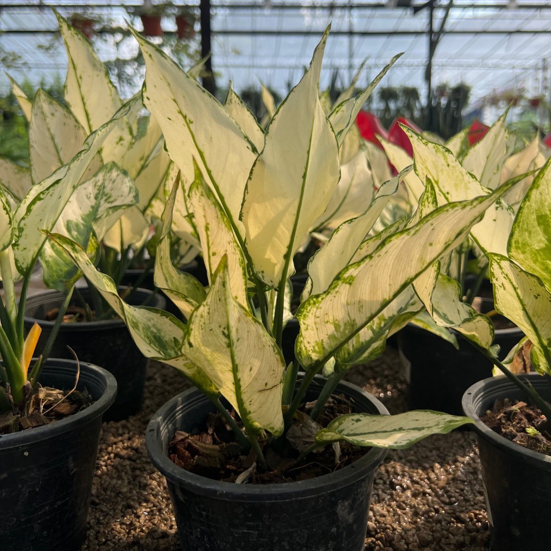 Aglaonema Sian Paragon - Prince Garden Centre