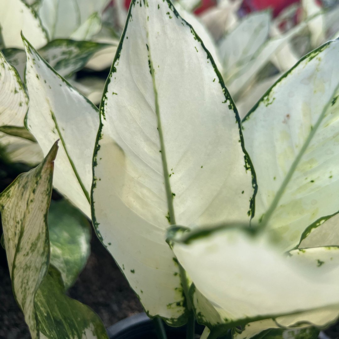 Aglaonema Sian Paragon - Prince Garden Centre