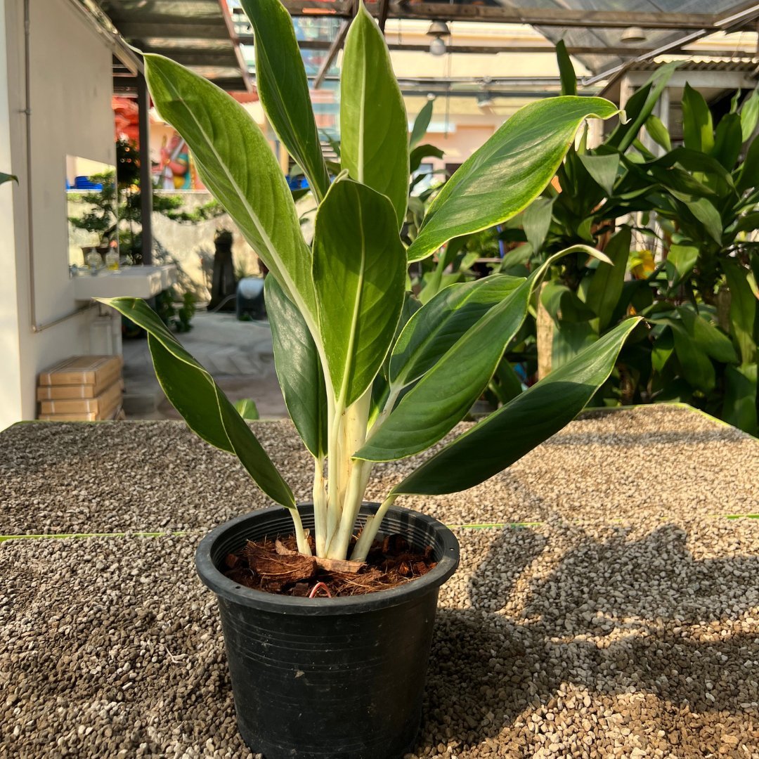 Aglaonema White Edge - Prince Garden Centre