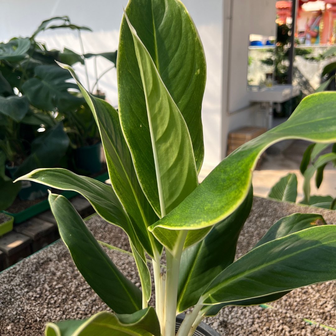 Aglaonema White Edge - Prince Garden Centre