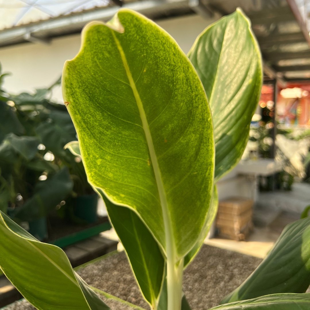 Aglaonema White Edge - Prince Garden Centre