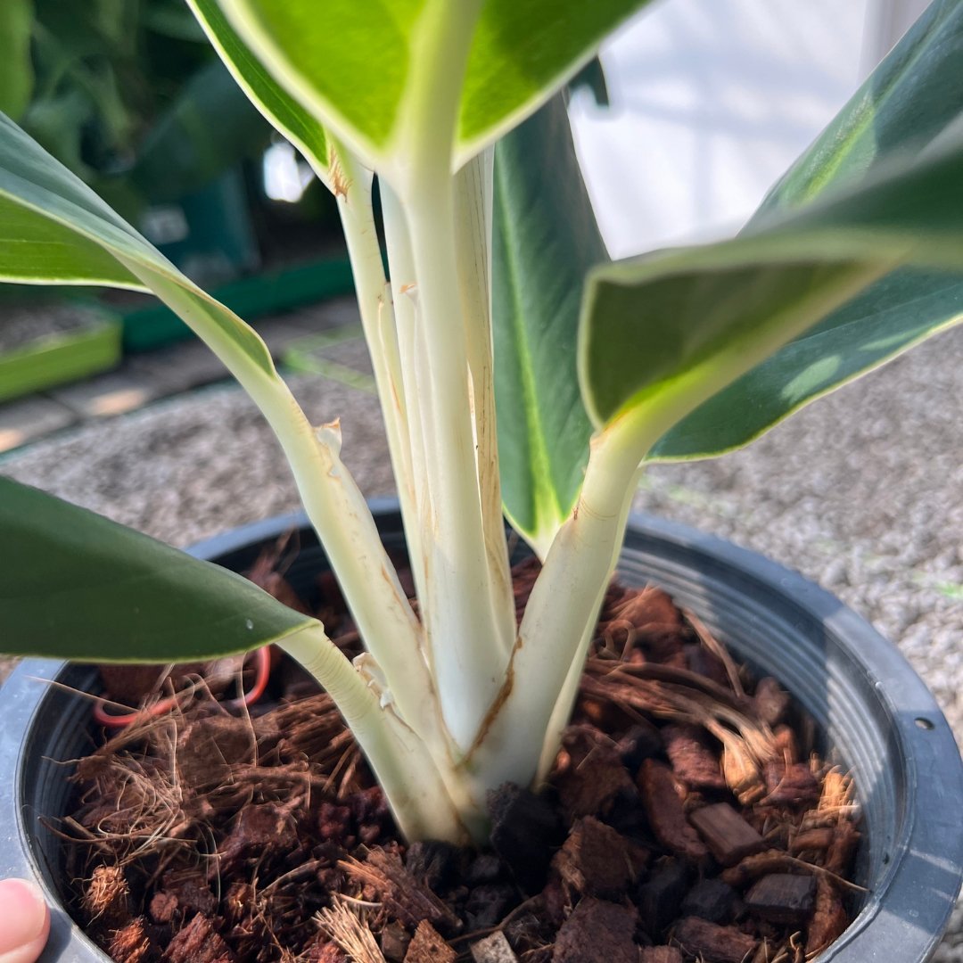 Aglaonema White Edge - Prince Garden Centre