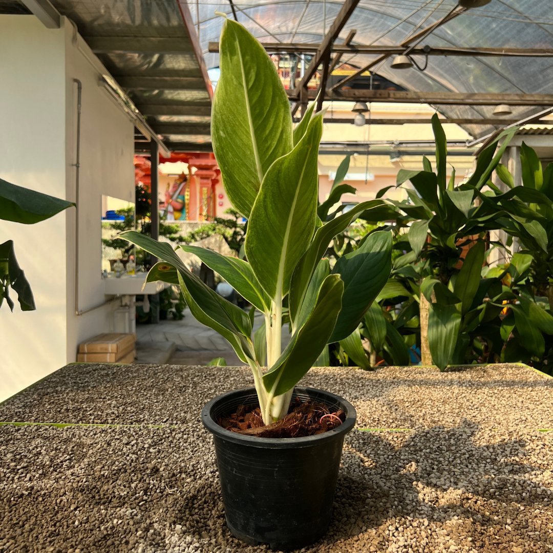 Aglaonema White Edge - Prince Garden Centre