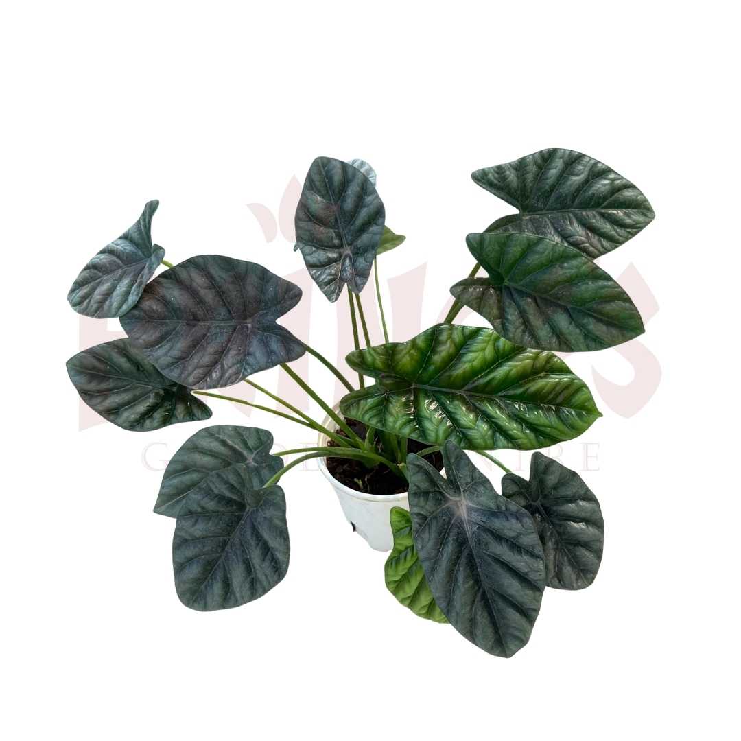 Alocasia 'Sinuata' - (Pot Size ø10cm x 12cmH) - Prince Garden Centre