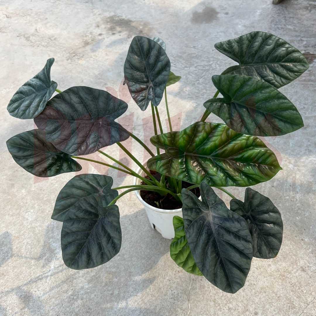 Alocasia 'Sinuata' - (Pot Size ø10cm x 12cmH) - Prince Garden Centre