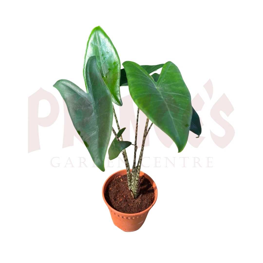 Alocasia 'Zebrina' - (Pot Size 12cmØ x 10cmH) - Prince Garden Centre