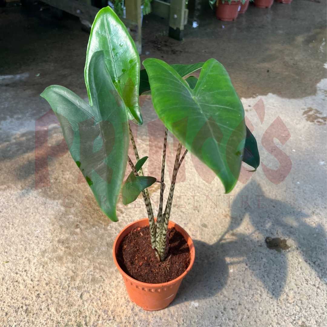 Alocasia 'Zebrina' - (Pot Size 12cmØ x 10cmH) - Prince Garden Centre