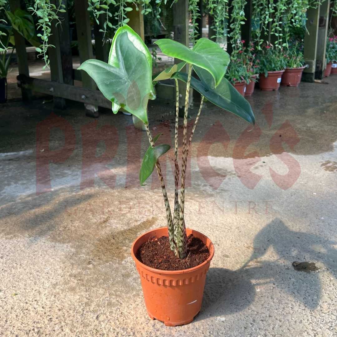 Alocasia 'Zebrina' - (Pot Size 12cmØ x 10cmH) - Prince Garden Centre