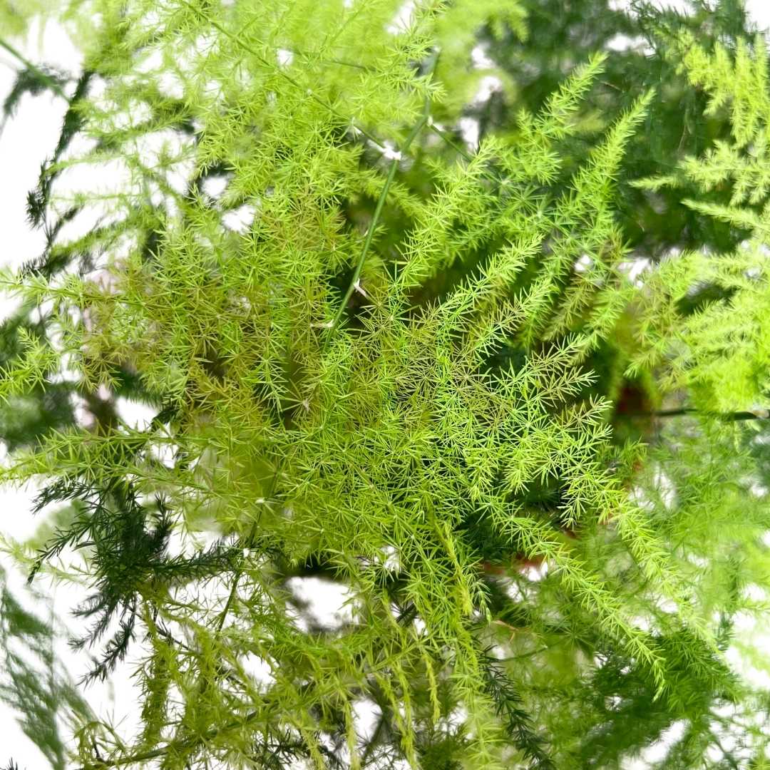 Asparagus Fern - (Approx. 20-25cm) - Prince Garden Centre