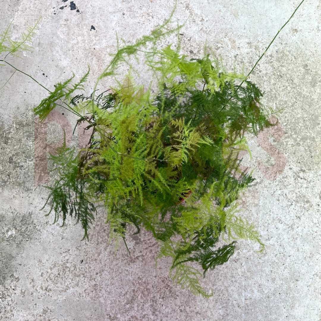 Asparagus Fern - (Pot Size - ø18cm x 16cmH) - Prince Garden Centre