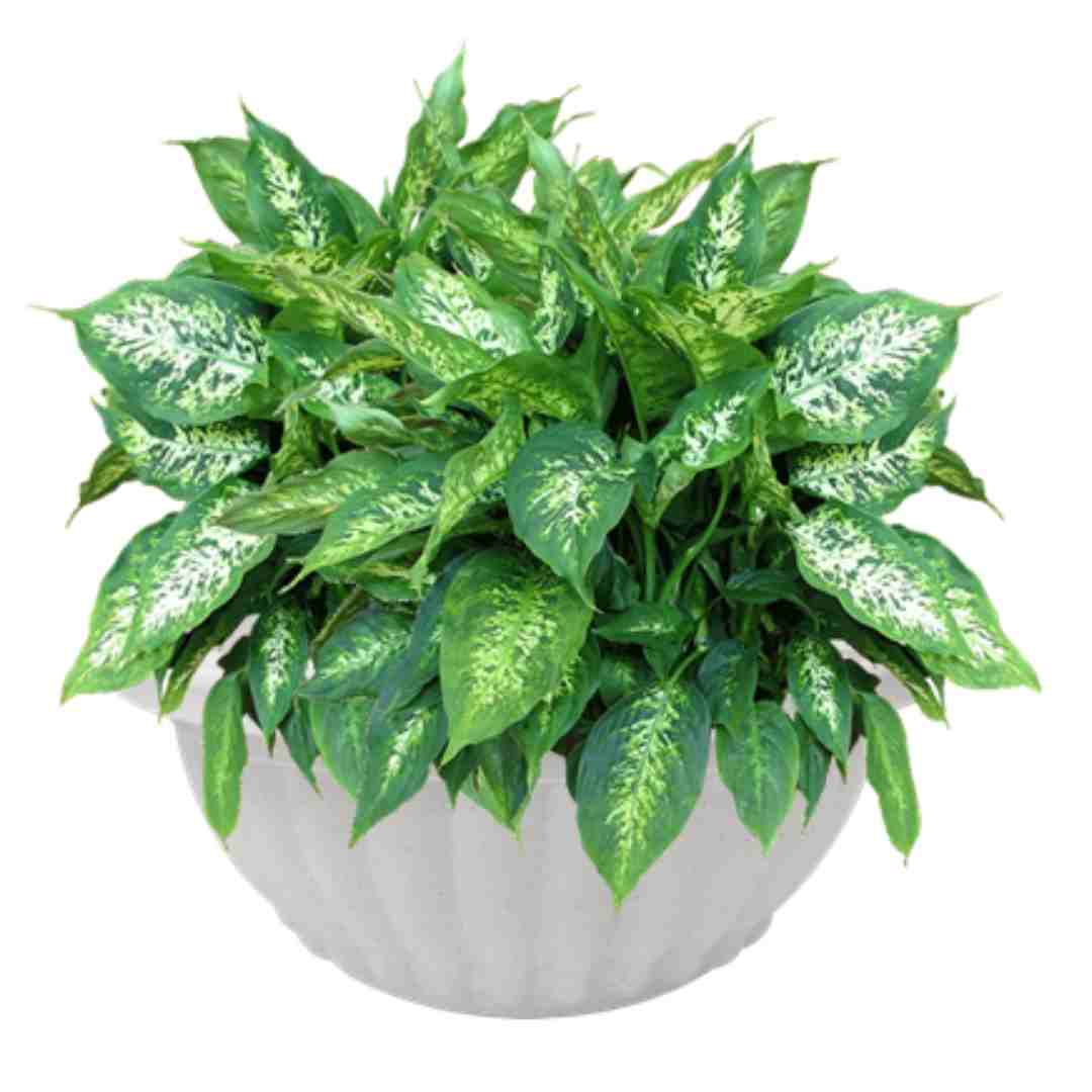 Baba BI-206 Flower Pot - Prince Garden Centre