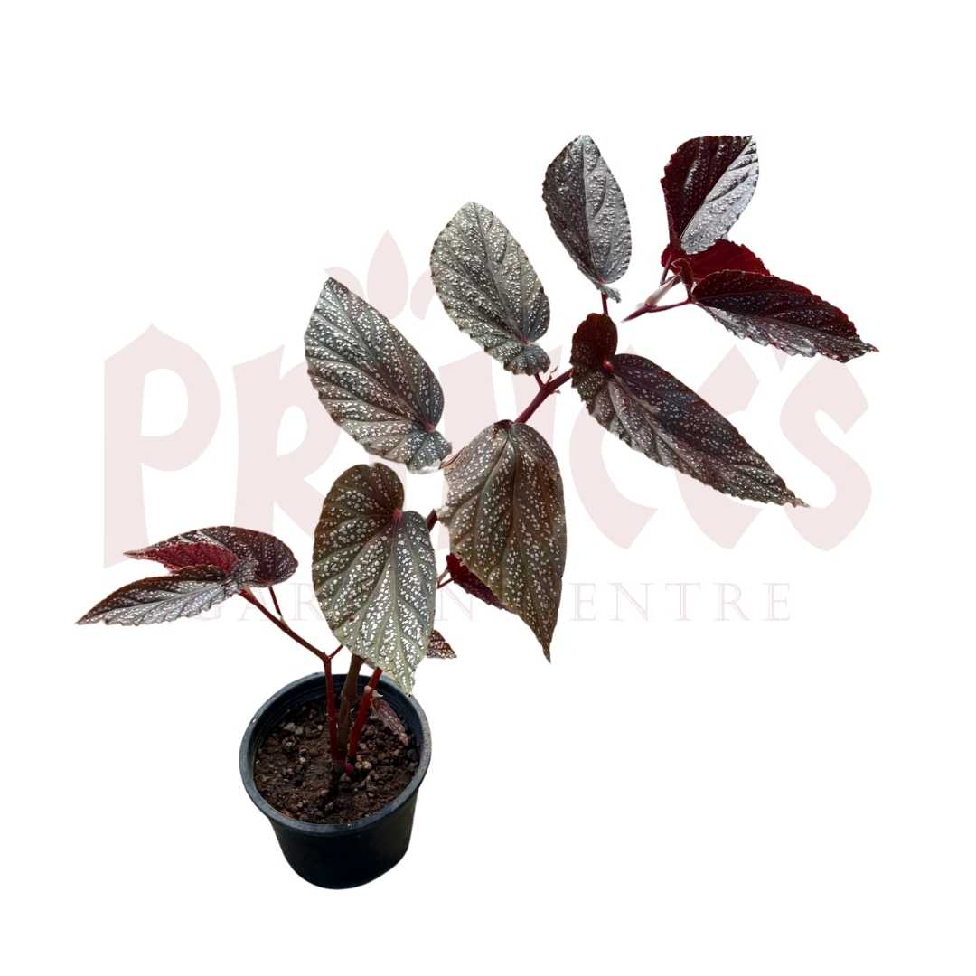 Begonia Rex Mix - (Pot Size 20cmø x 18cmH) - Prince Garden Centre