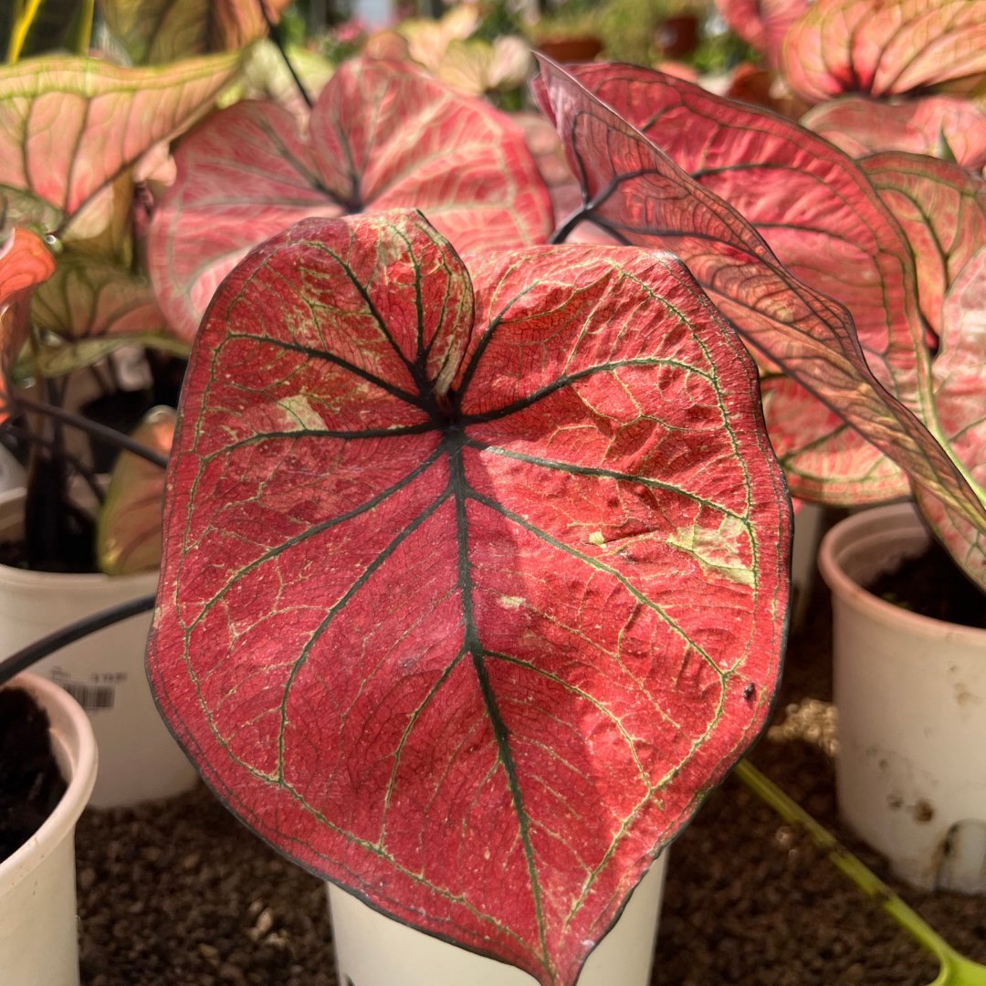 Caladium Bicolor - Prince Garden Centre