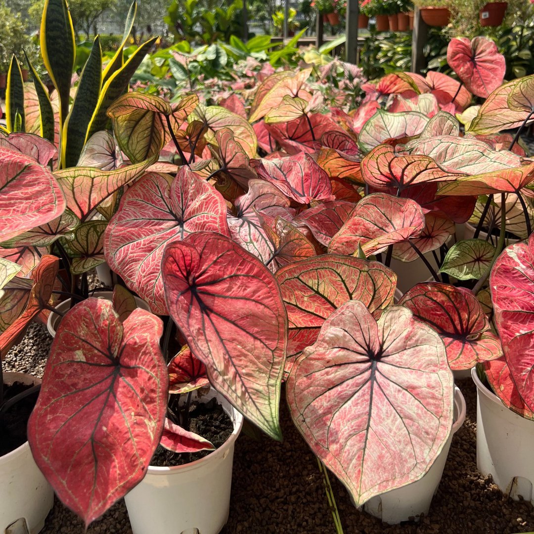 Caladium Bicolor - Prince Garden Centre