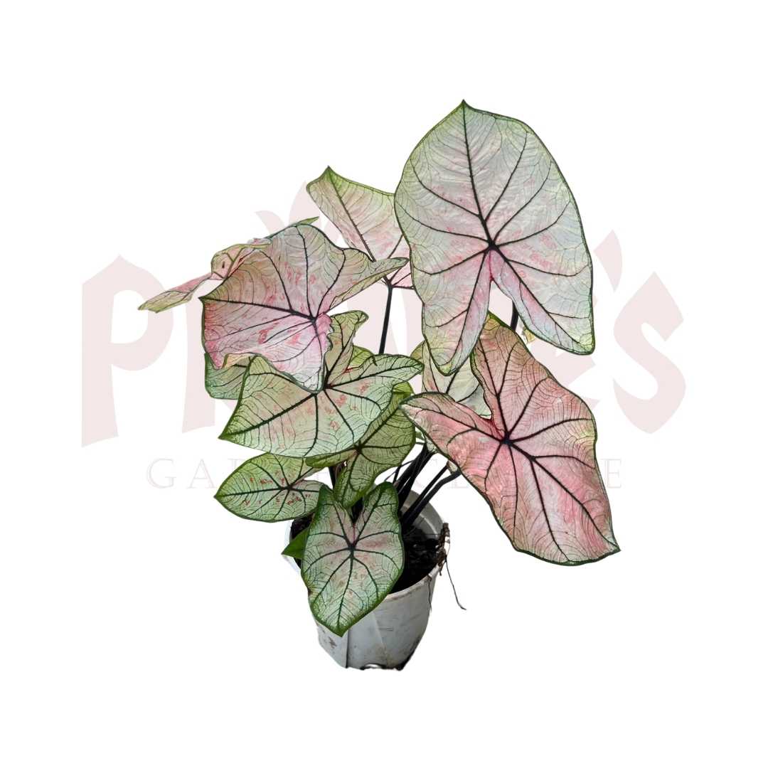 Caladium Bicolor (Light Pink) - (Pot Size ø9cm x 10cmH) - Prince Garden Centre