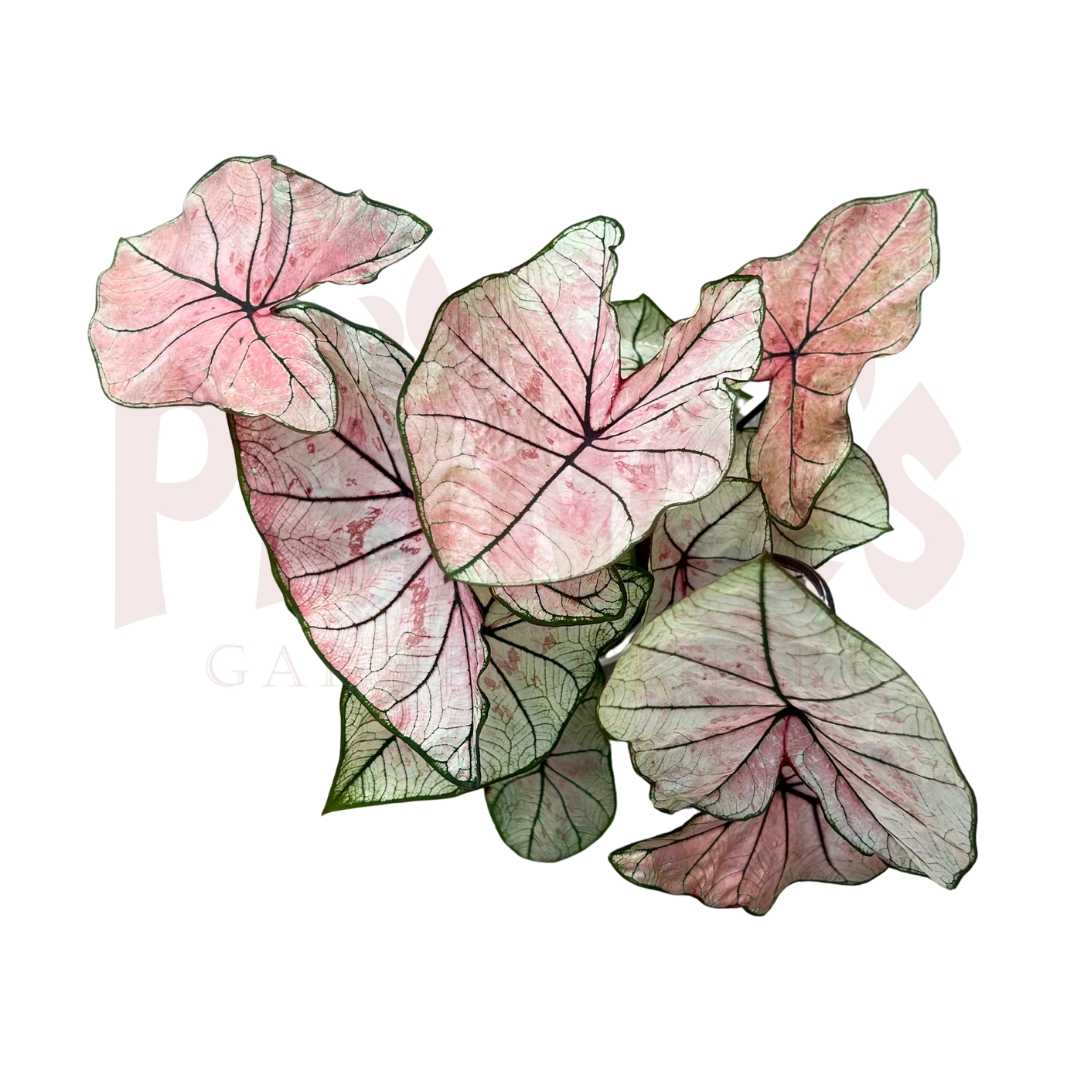 Caladium Bicolor (Light Pink) - (Pot Size ø9cm x 10cmH) - Prince Garden Centre