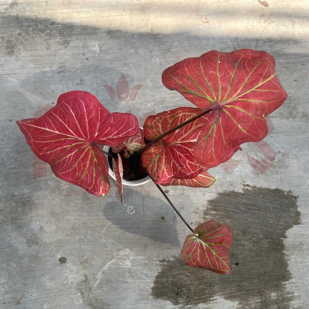 Caladium Bicolor (Pink) - (Pot Size 9cmø x 10cmH) - Prince Garden Centre