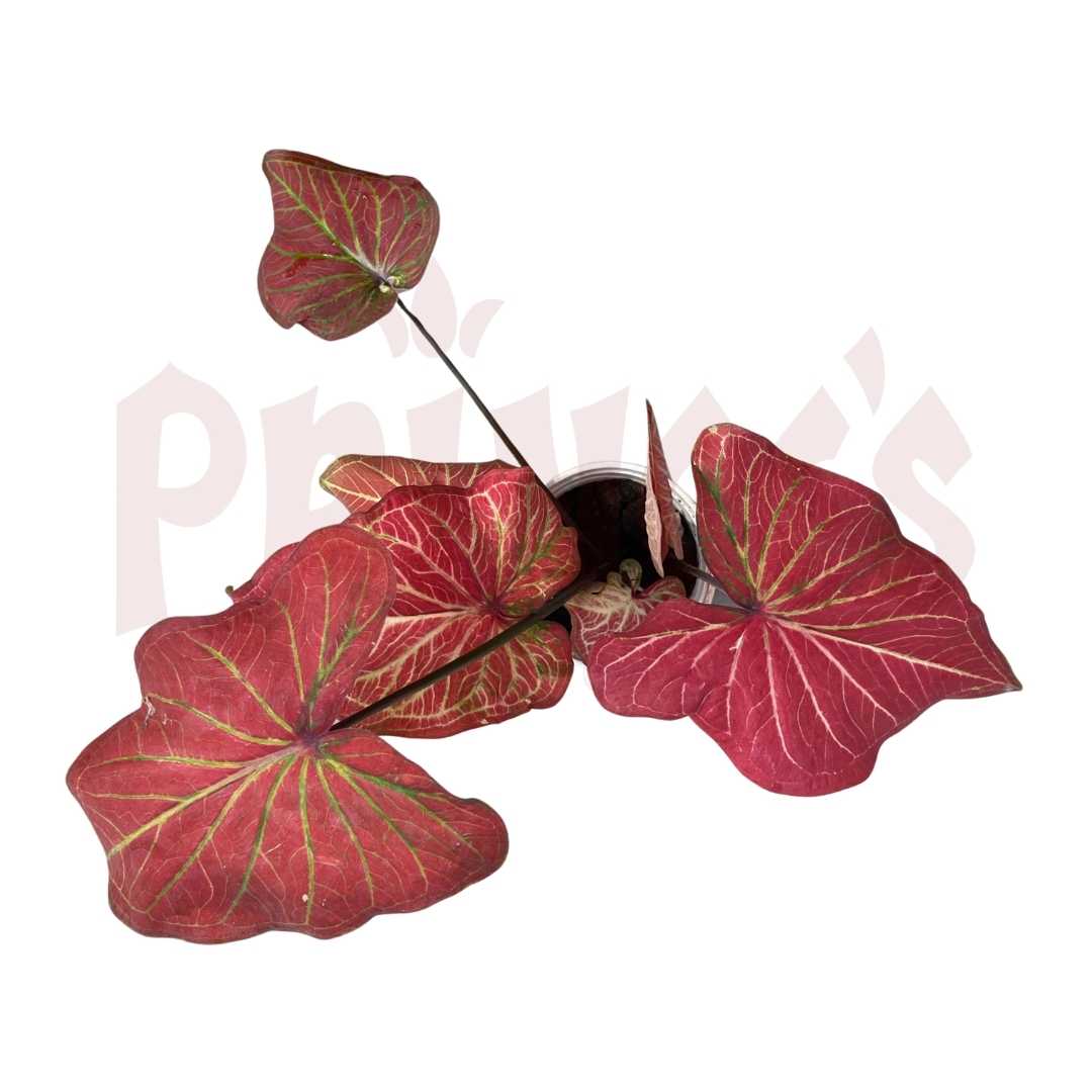 Caladium Bicolor (Pink) - (Pot Size 9cmø x 10cmH) - Prince Garden Centre