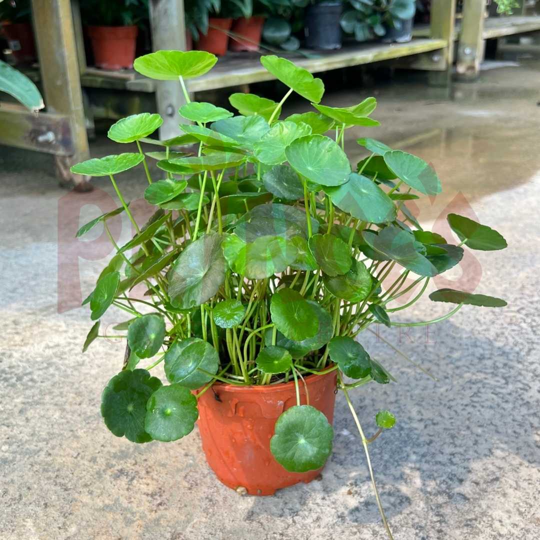 Centella Asiatica Pegaga - (Pot Size 9cmø x 10cmH) - Prince Garden Centre