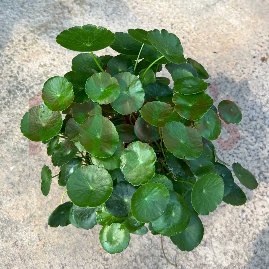 Centella Asiatica Pegaga - (Pot Size 9cmø x 10cmH) - Prince Garden Centre