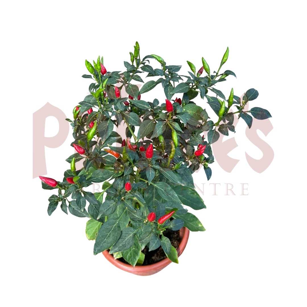 Chilli - (Pot size - 21cmØ x 19cmH) - Prince Garden Centre